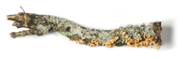A close-up picture of a moss-covered branch